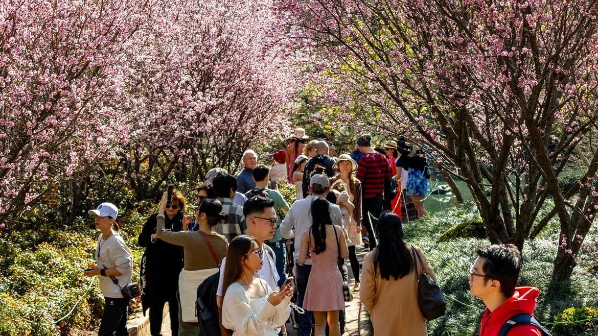 Leonards Advertising Partners with Cumberland City Council on Sydney Cherry Blossom Festival — 2