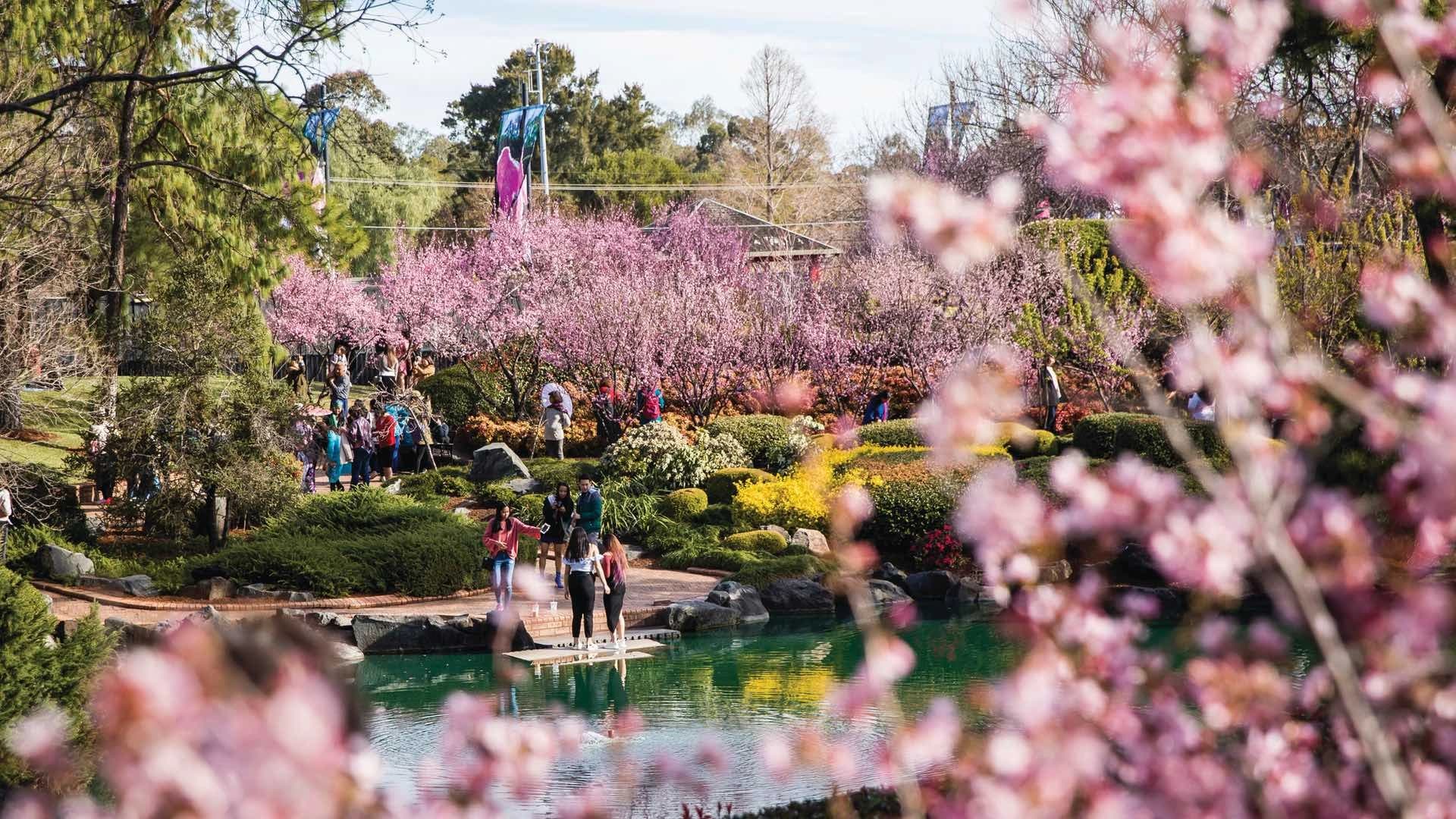 Leonards Advertising Lands Sydney Cherry Blossom Festival Campaign for Cumberland City Council — 3