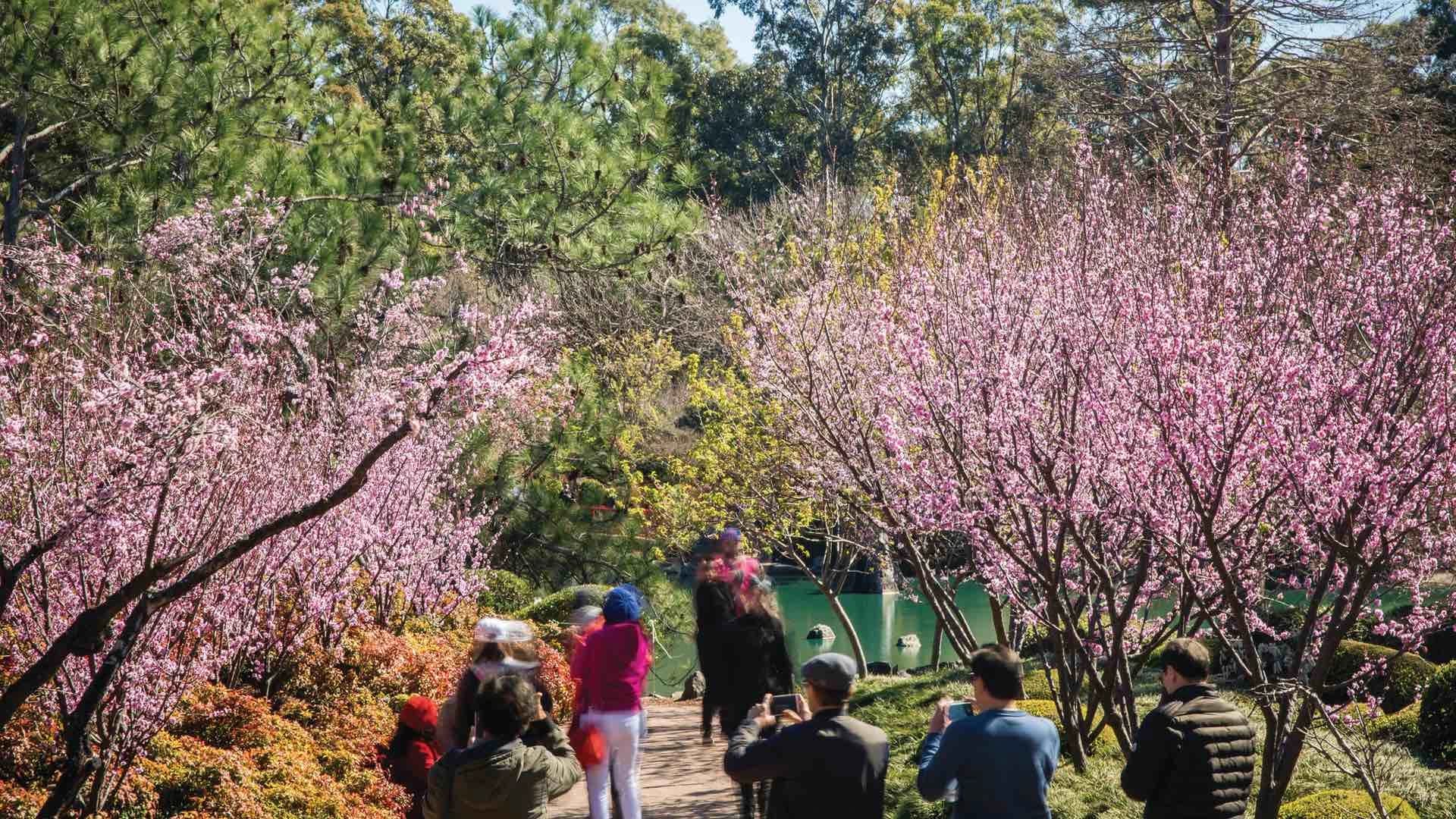 Leonards Advertising Partners with Cumberland City Council on Sydney Cherry Blossom Festival — 4
