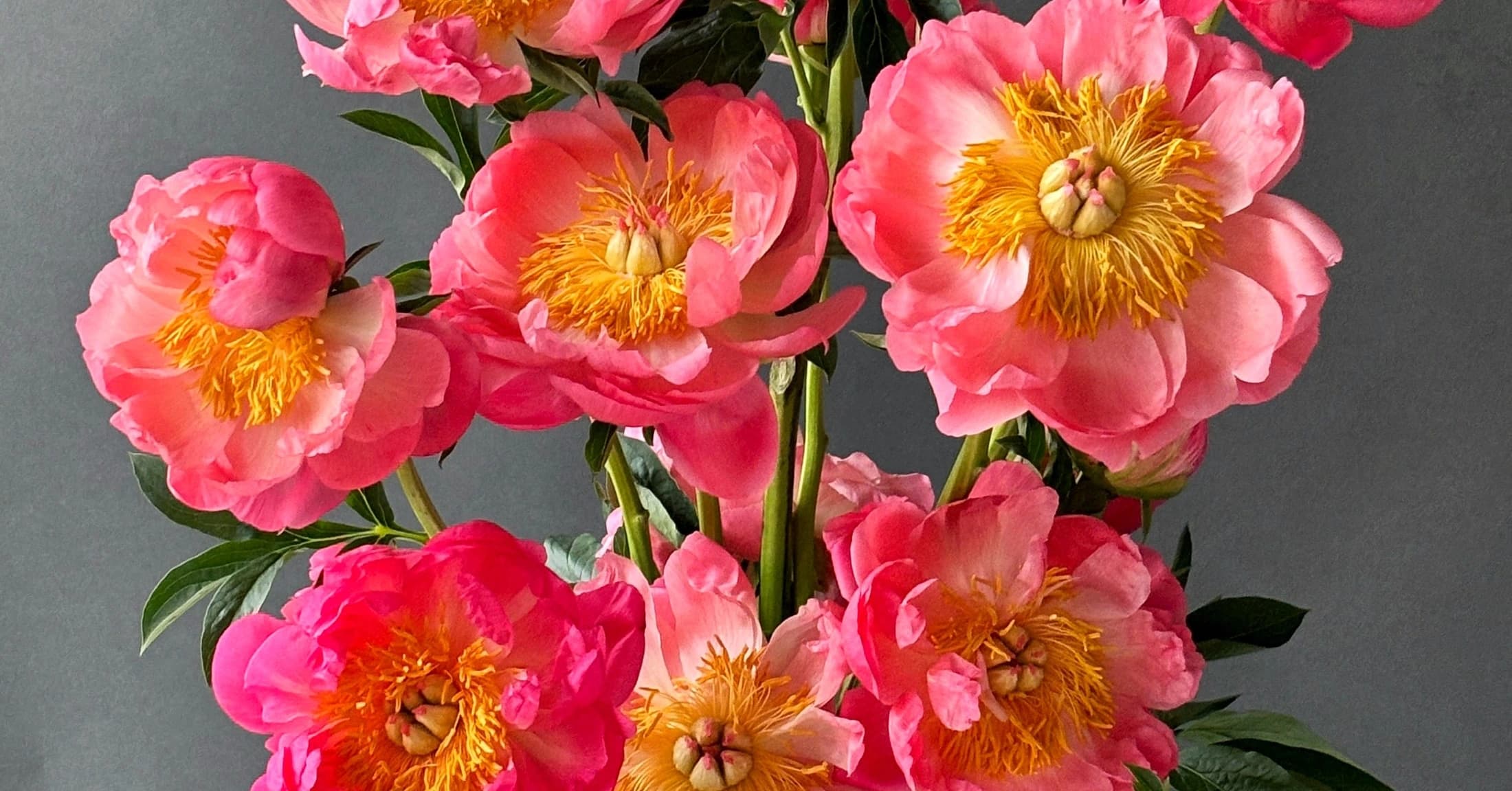 The Agency MENA Partners with Friends for Flowers — 2