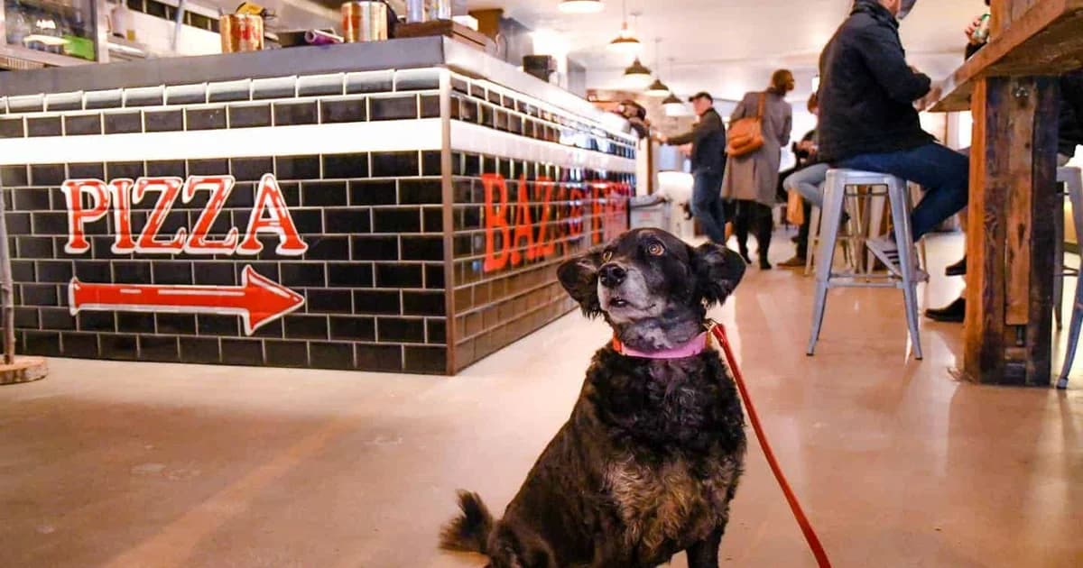 Market Place Launches Dog-Tails Campaign for Pet-Friendly Food Halls — 2