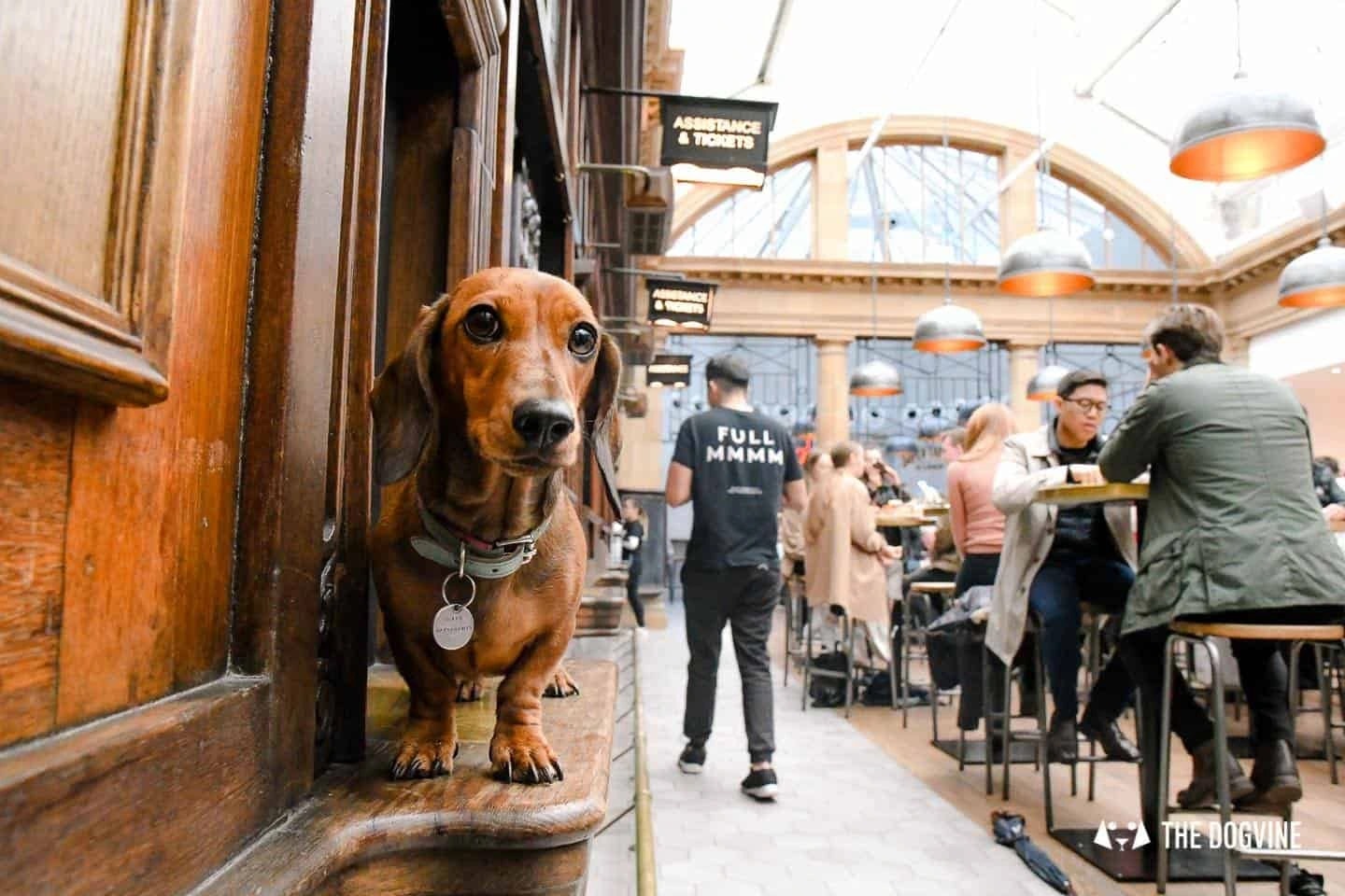 Market Place Launches Dog-Friendly Cocktail Menu Across Three London Venues — 2