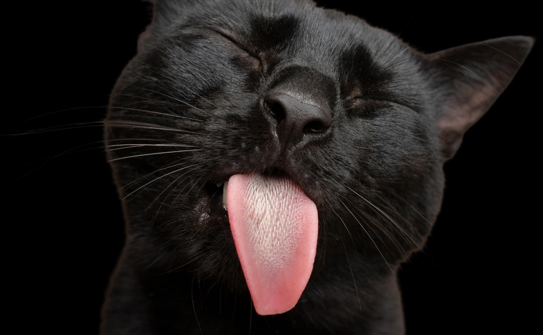 8Cats Digital Shortlisted at Third Sector Awards for Mental Health Foundation Campaign — 3