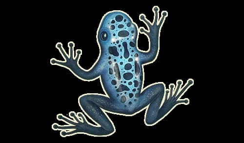 herman & partnerji Ties Radenska's Three-Hearts Symbol to Frog Discovery — 2