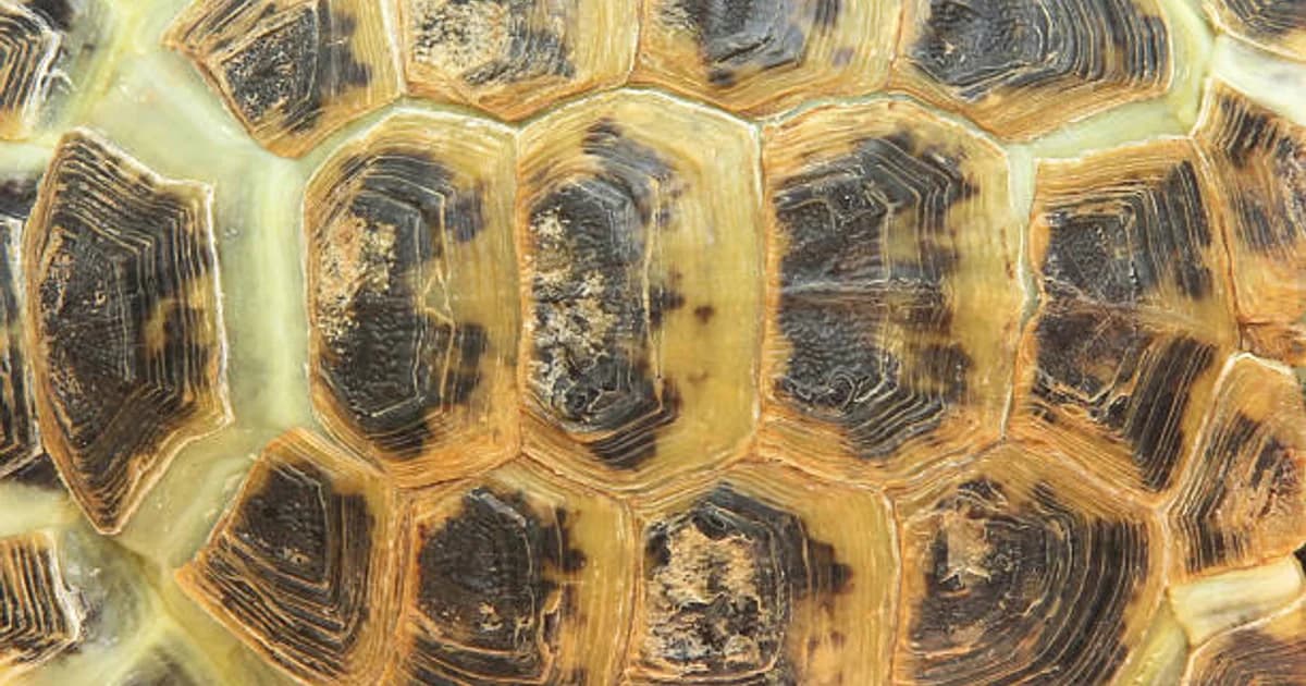 GUT Wins Turtle Beach AOR, Plans Cultural Push Beyond Gaming Media