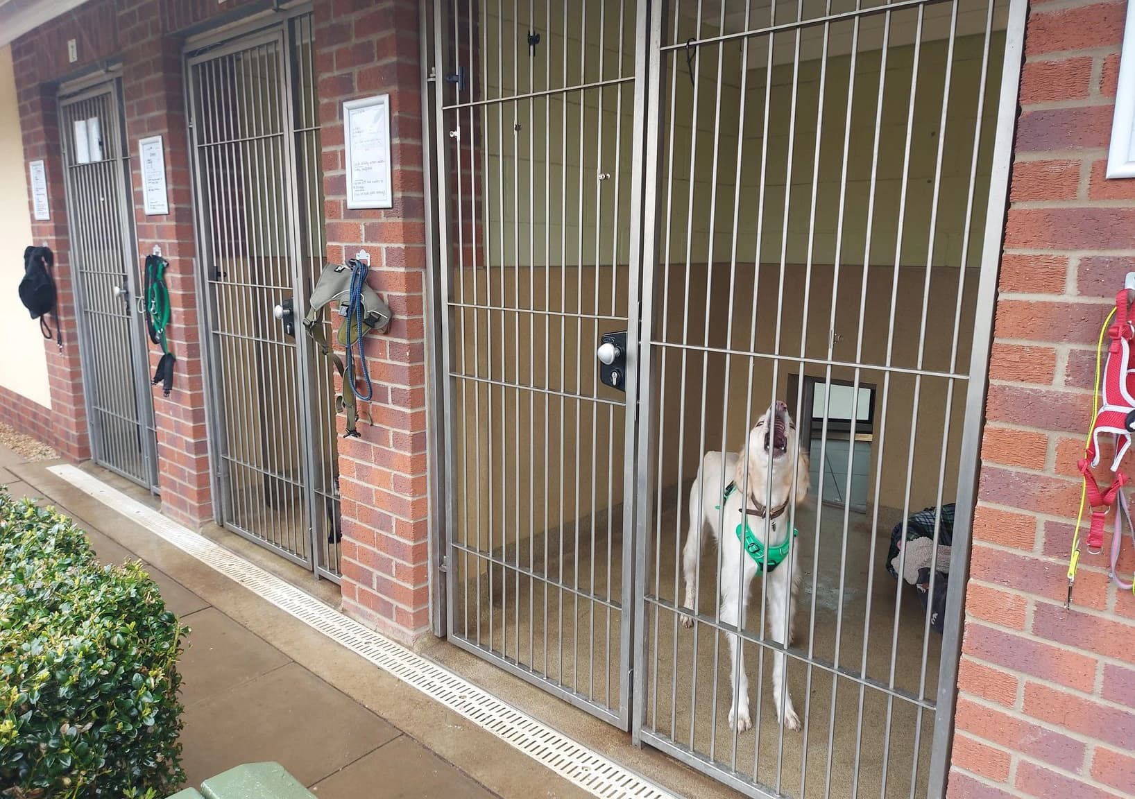 Beyond Launches National Campaign for Woodgreen Pets Charity After AOR Win — 3